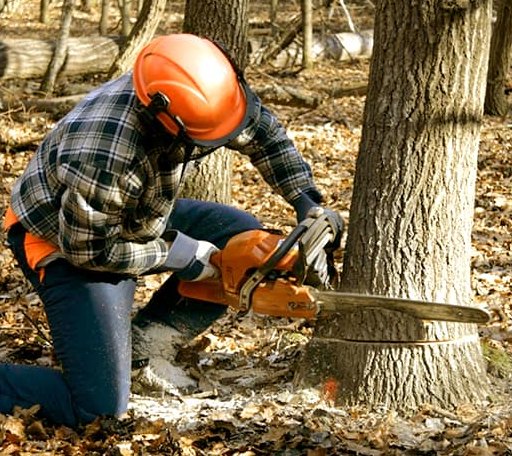 Tree Removal in Wilmar, AR